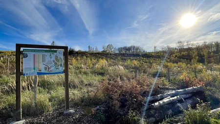 Bürgerwald im Sonnenschein